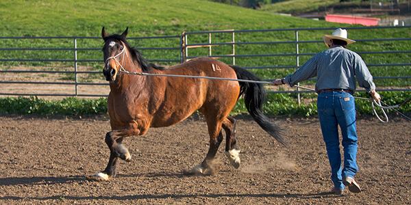 Equine Training