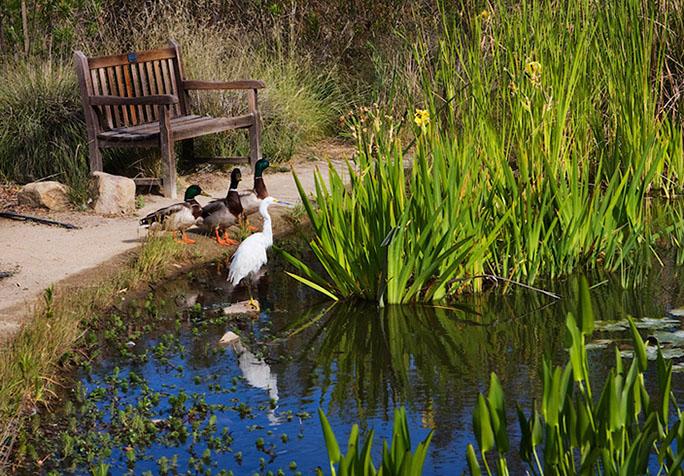 Duck in Botanical Garden