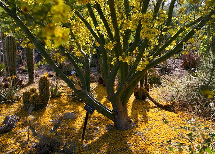 Botanical Garden Tree