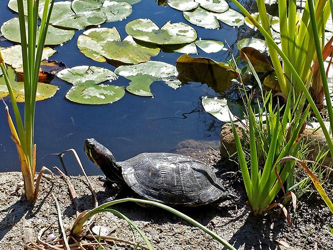 Turtle in Botanical Garden