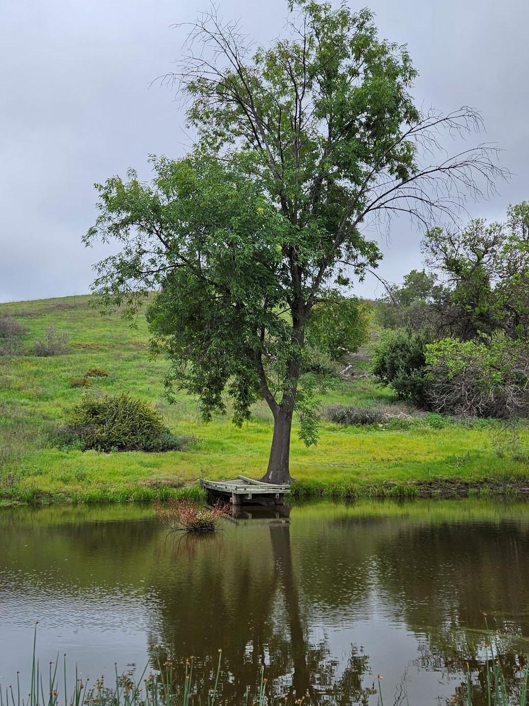 Pond in the Winter