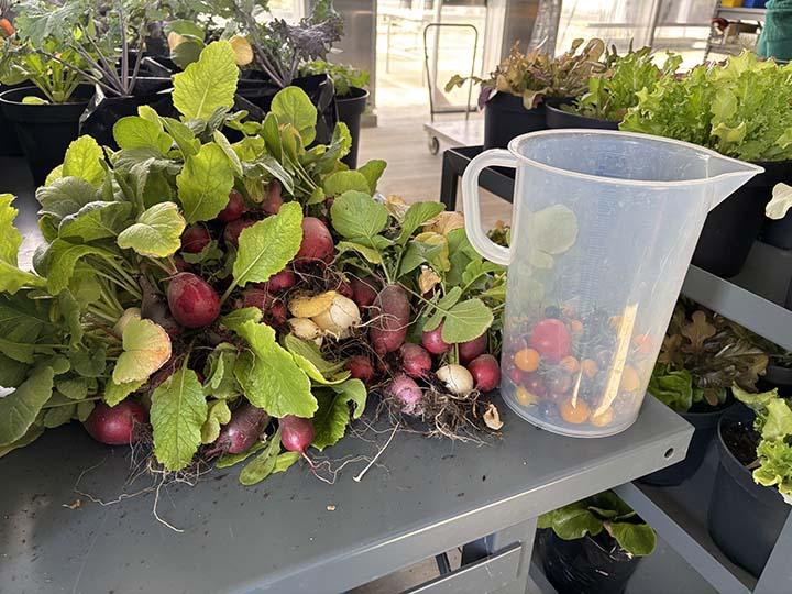 radishes harvest